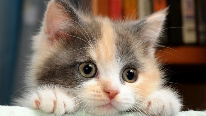 Mắt mèo biến đổi 3 lần trong ngày